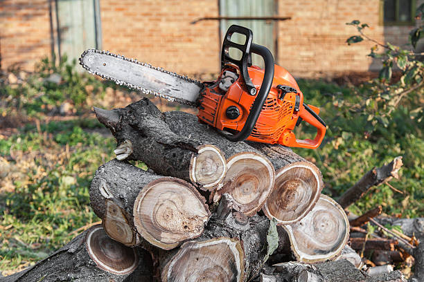 Best Tree Trimming and Pruning  in Norton, KS